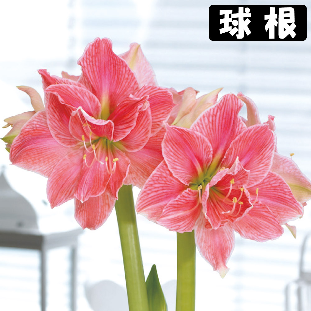 球根 アマリリス」の人気商品一覧・価格比較 - 価格.com