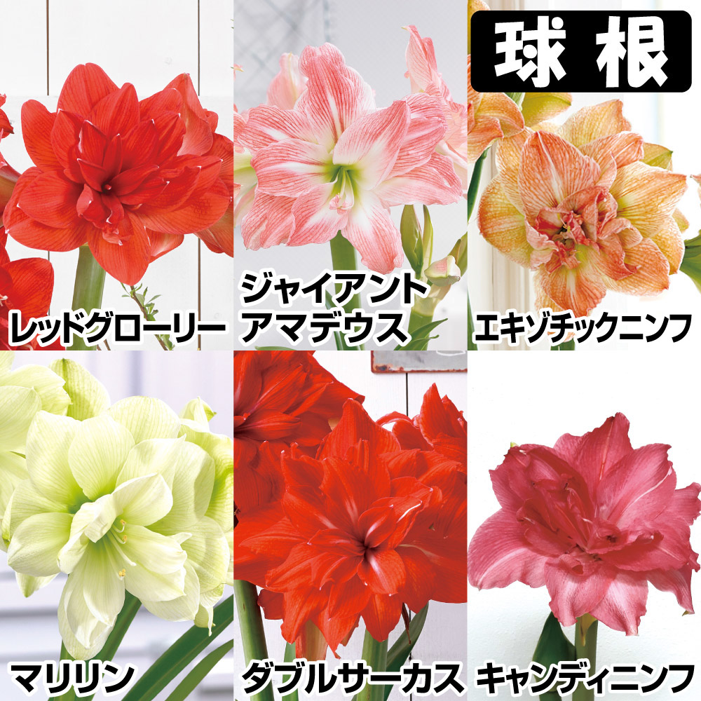 国華園 アマリリス 球根のみ 八重咲 球根アマリリスBセット 6種6球