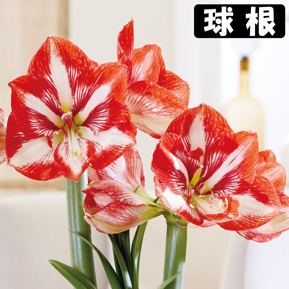国華園 アマリリス 球根のみ 一重咲 ピエロ 1球 アマリリスの球根 : 花