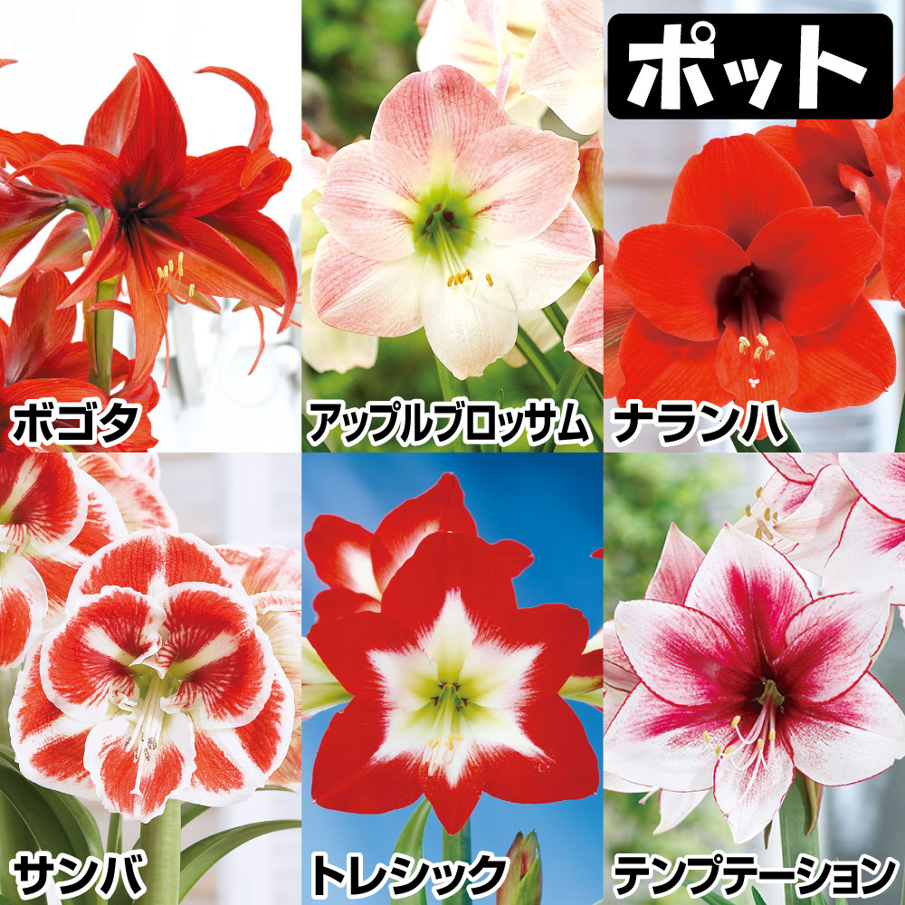 【rikisan】アマリリス球根　斯嘉丽+ ブラックスワン アマリリス」の人気商品一覧・価格比較 - 価格.com