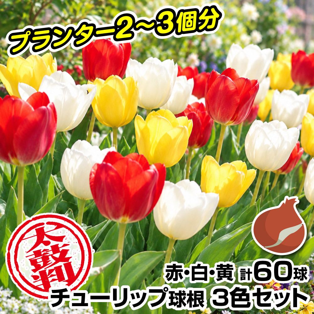 国華園 ユリ 球根 花ユリ オリエンタルリリー ニンフ 4球 百合球根