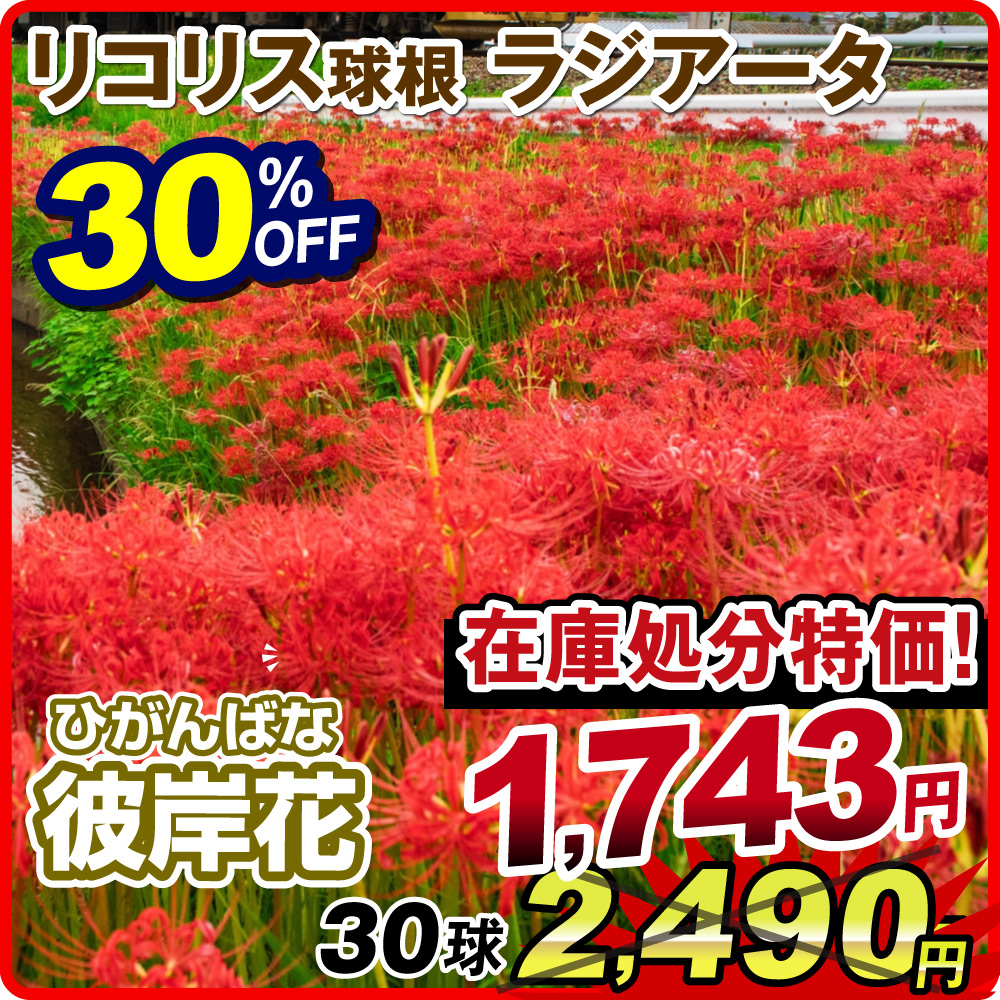 国華園 在庫処分 30%OFFセール リコリス 球根 ラジアータ (ヒガンバナ