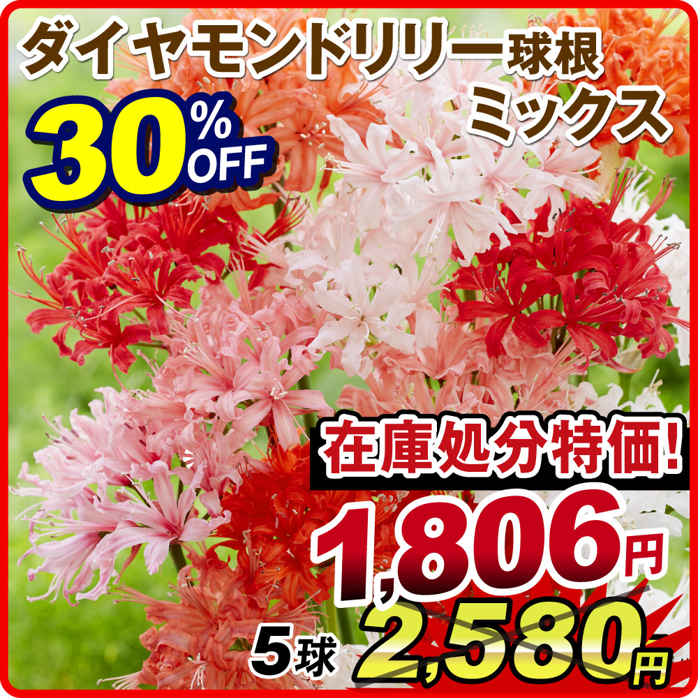 花苗　球根☆在庫セール 国華園 在庫処分 30％OFFセール ダイヤモンドリリー 球根 ミックス (無