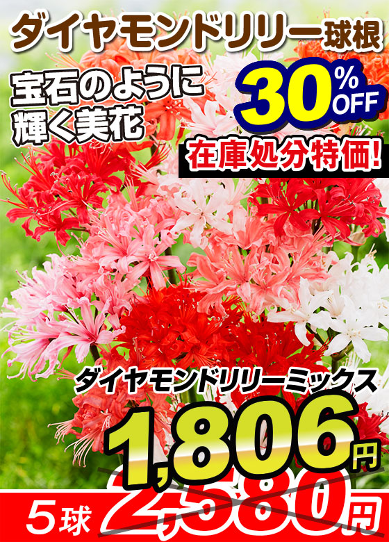 花苗　球根☆在庫セール 国華園オンラインショップ / 球根