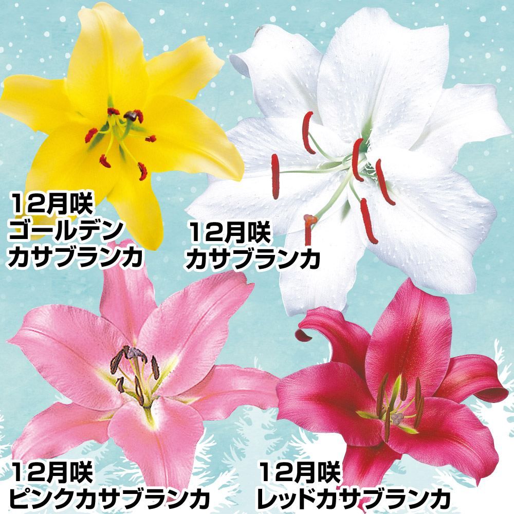 球根 種 カサブランカ」の人気商品一覧 | 安い商品を通販サイトから