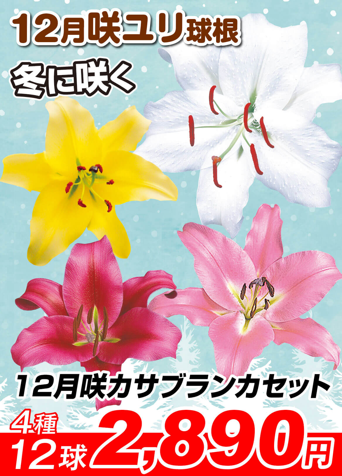 12月咲カサブランカセット