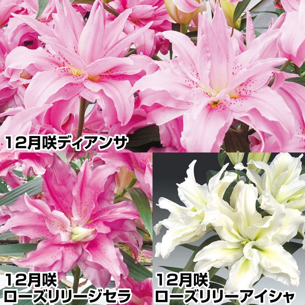 ユリ 種 球根」の人気商品一覧 | 安い商品を通販サイトから探す - 価格.com