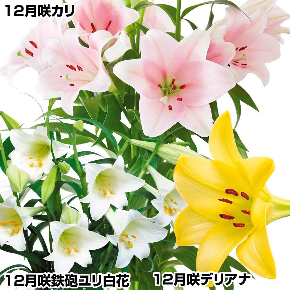 ユリ 種 球根」の人気商品一覧 | 安い商品を通販サイトから探す - 価格.com