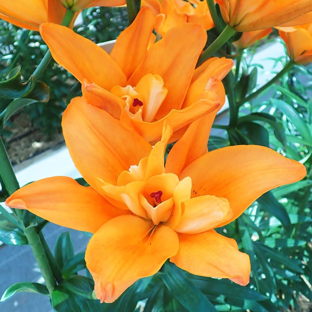 国華園 ユリ 球根 八重咲すかしユリ（無花粉） デュース 4球 : 花と緑