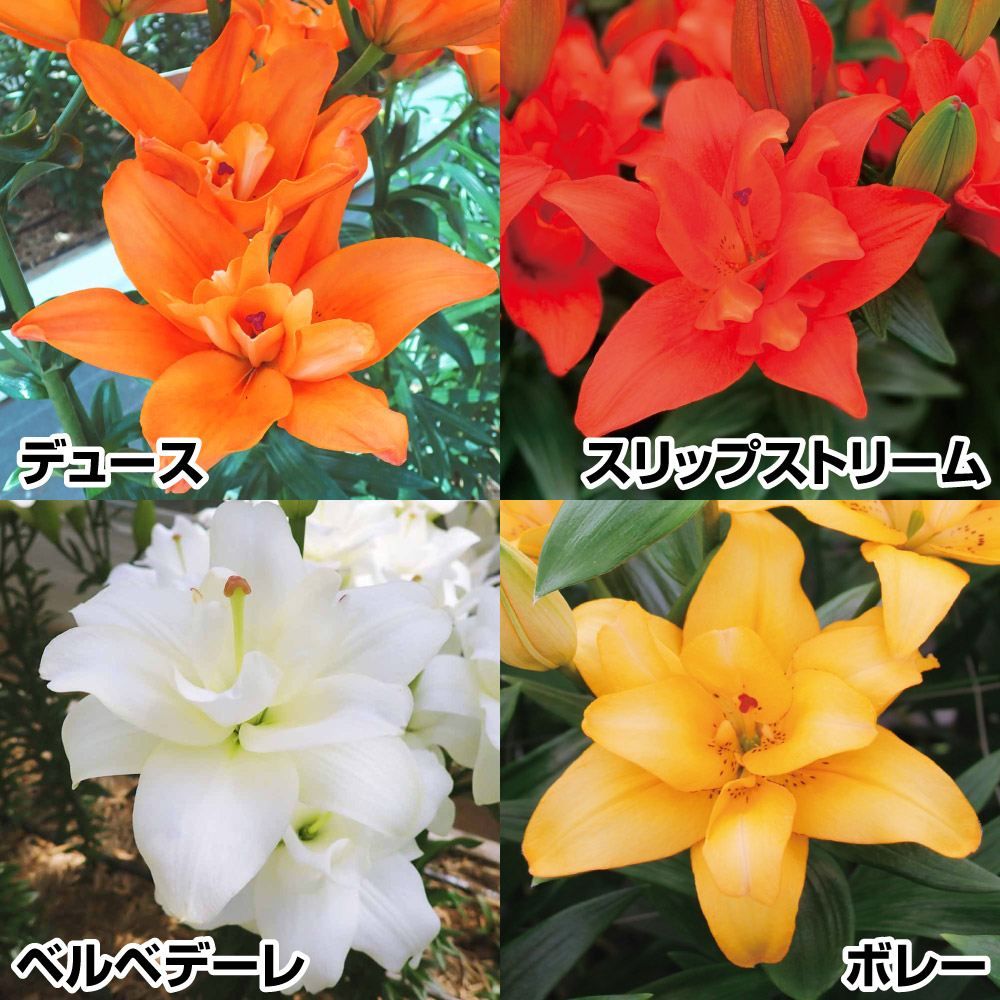 国華園 グラジオラス 球根 特大球 美色セット 4色20球セット (各5球