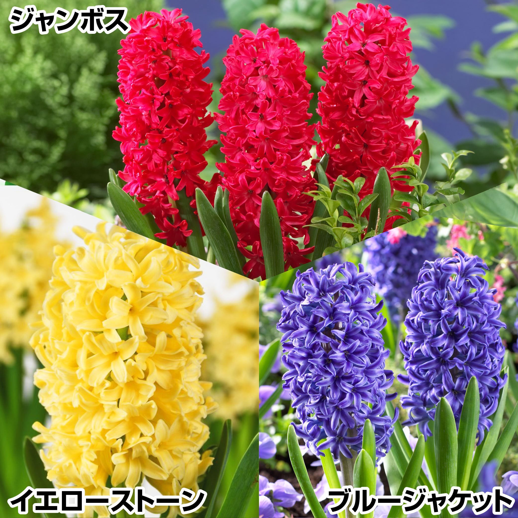 秋植え球根 ヒヤシンス」の人気商品一覧 | 安い商品を通販サイトから