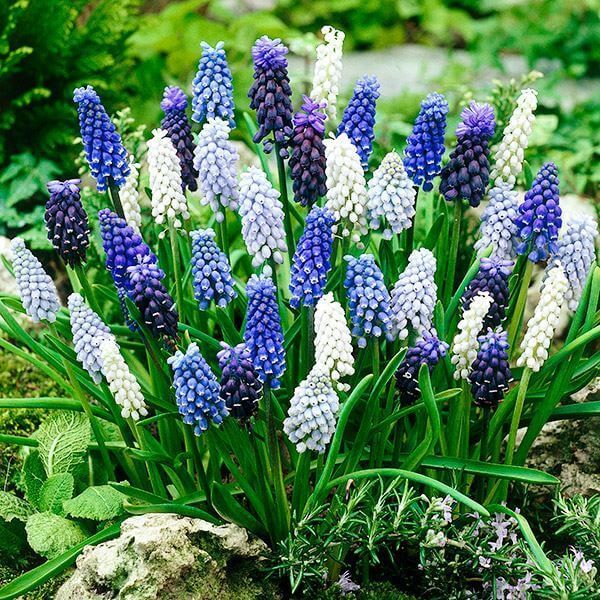 秋植え球根 ムスカリ 4種ミックス (花色見計らい) 100球 : 花と緑 国