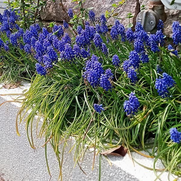 国華園 ムスカリ 球根 アルメニアカム 50球 ムスカリの球根 秋植え球根