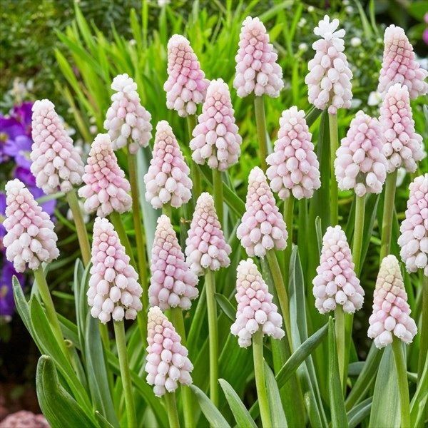 国華園 秋植え球根 ムスカリ ピンクサンライズ 15球 : 花と緑 国華園