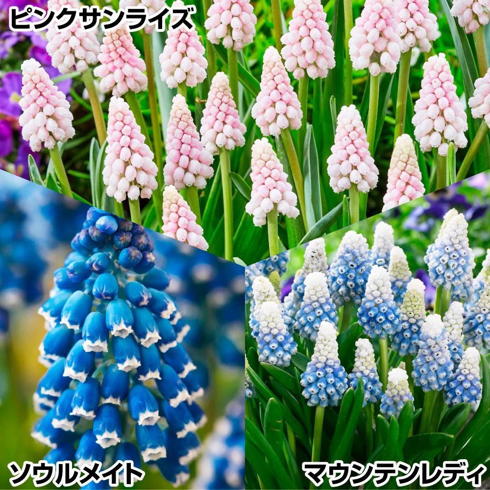 球根 セット 秋植え」の人気商品一覧 | 安い商品を通販サイトから探す