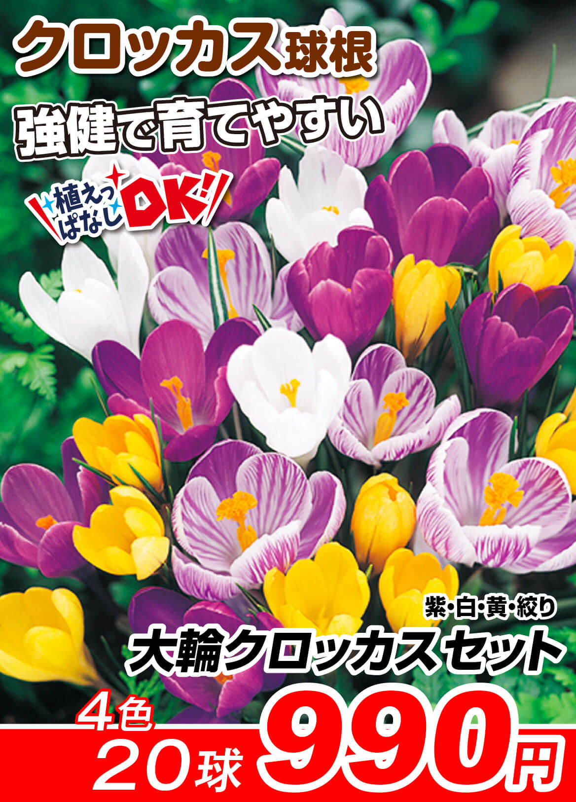 クロッカス