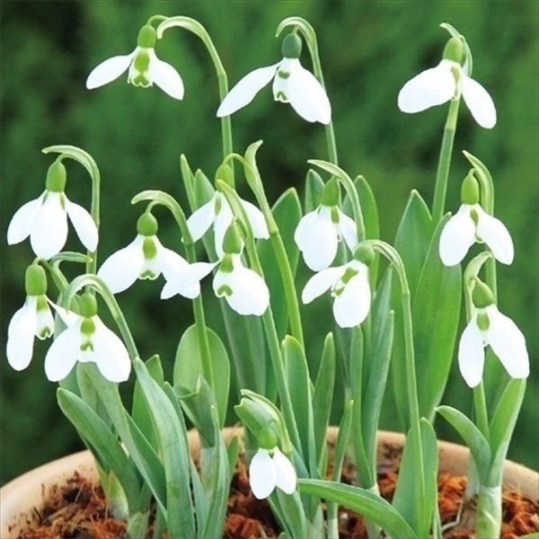 国華園 秋植え球根 スノードロップ (ガランサス) エルウィシー 50球