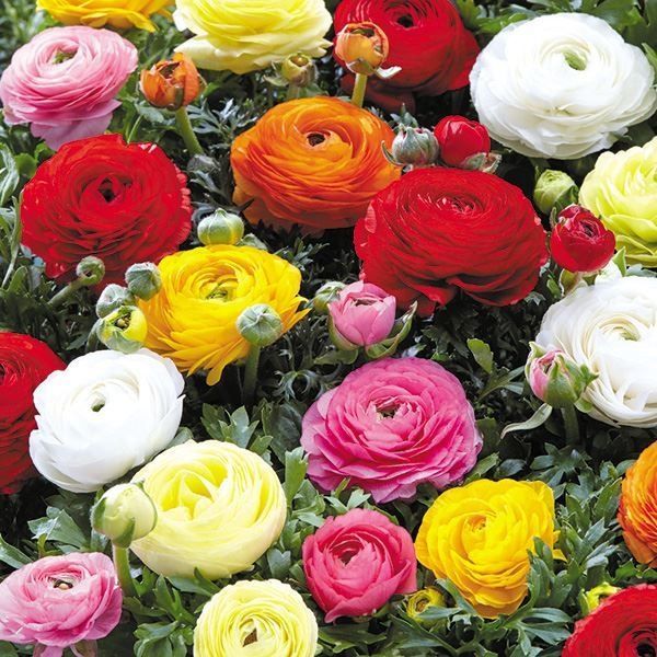 国華園 秋植え球根 ラナンキュラス ミックス(無選別) 150ml : 花と緑