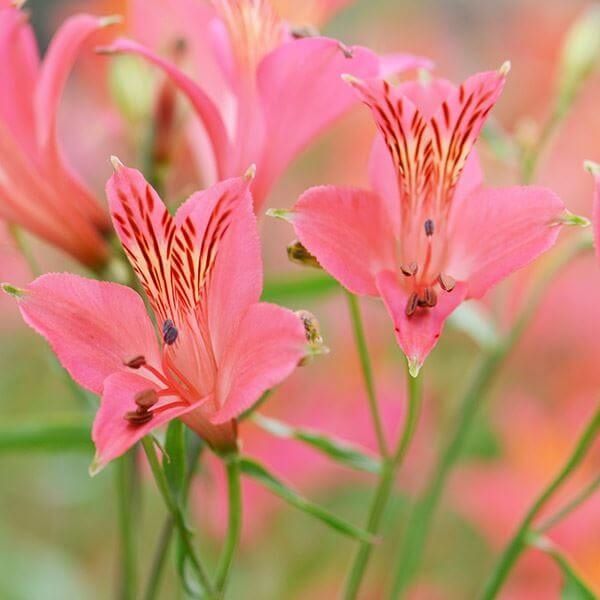 秋植え球根 アルストロメリア ローズシェード 5球 : 花と緑 国華園