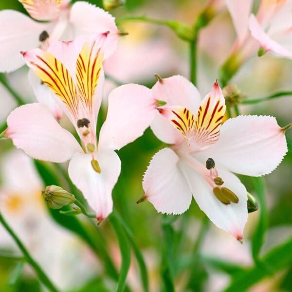 国華園 秋植え球根 アルストロメリア ペールピンクシェード 5球 : 花と