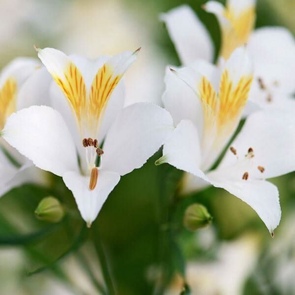 国華園 秋植え球根 アルストロメリア ホワイトシェード 3球 : 花と緑