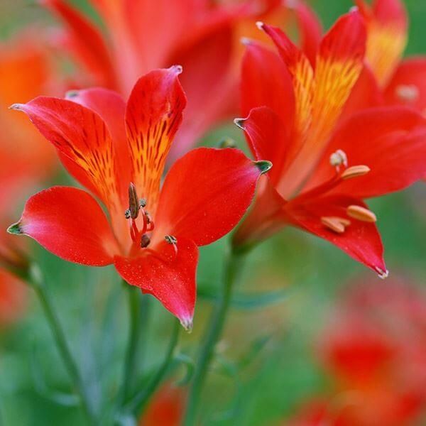 国華園 秋植え球根 アルストロメリア レッドシェード 5球 : 花と緑 国