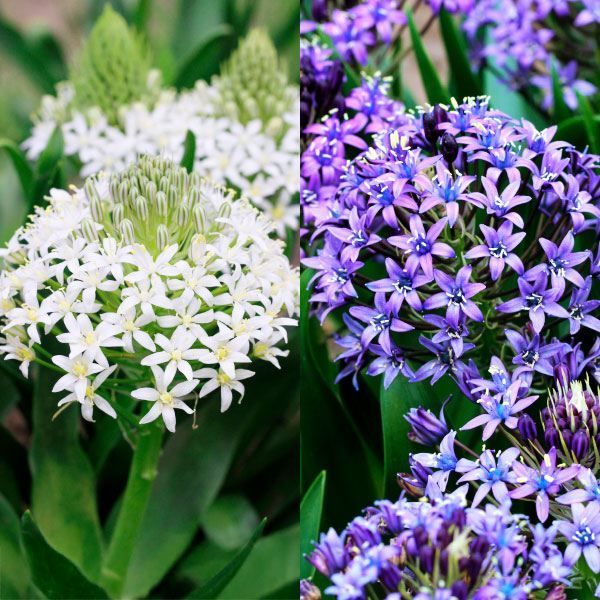 国華園 秋植え球根 シラー ペルビアナセット 2種20球