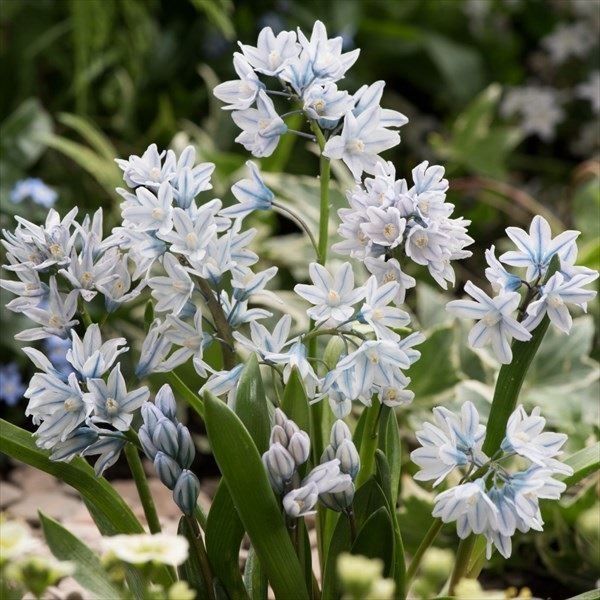 国華園 秋植え球根 プスキニア リバノティカ 50球 : 花と緑 国華園