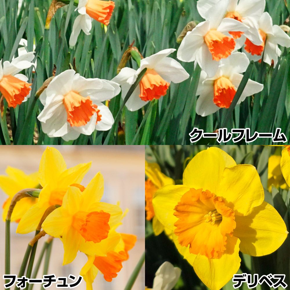 国華園 スイセン 球根 彩りカップ咲水仙セット 3種30球 : 花と緑 国