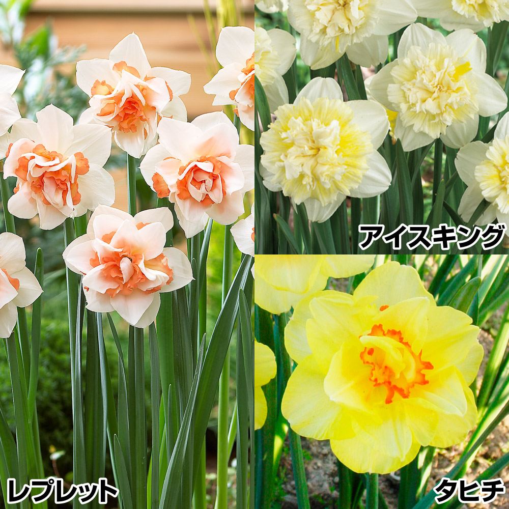国華園 水仙 球根 豪華八重咲水仙セット 3種30球 スイセンの球根 : 花