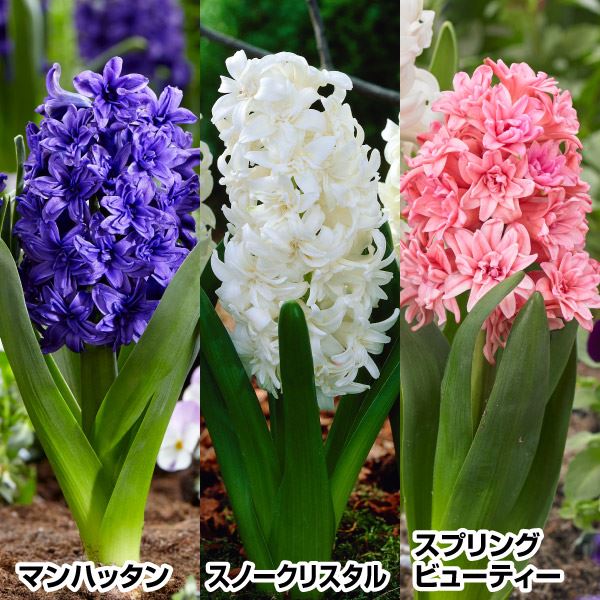 国華園 秋植え球根 八重咲ヒヤシンスセット 3種9球 : 花と緑 国華園