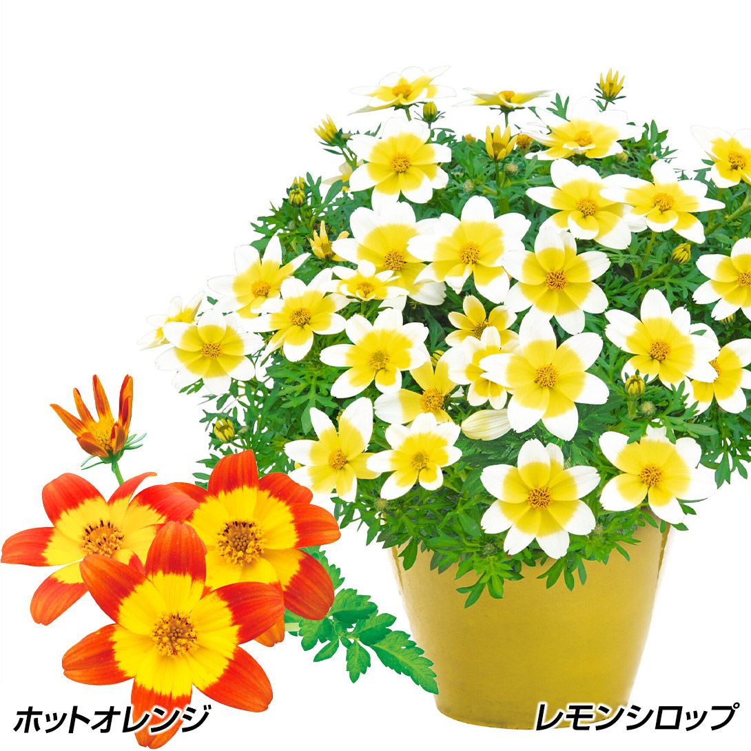 国華園 花苗 ダリア ラベラ マジョーレ ファン エルモラッフルズ 2株