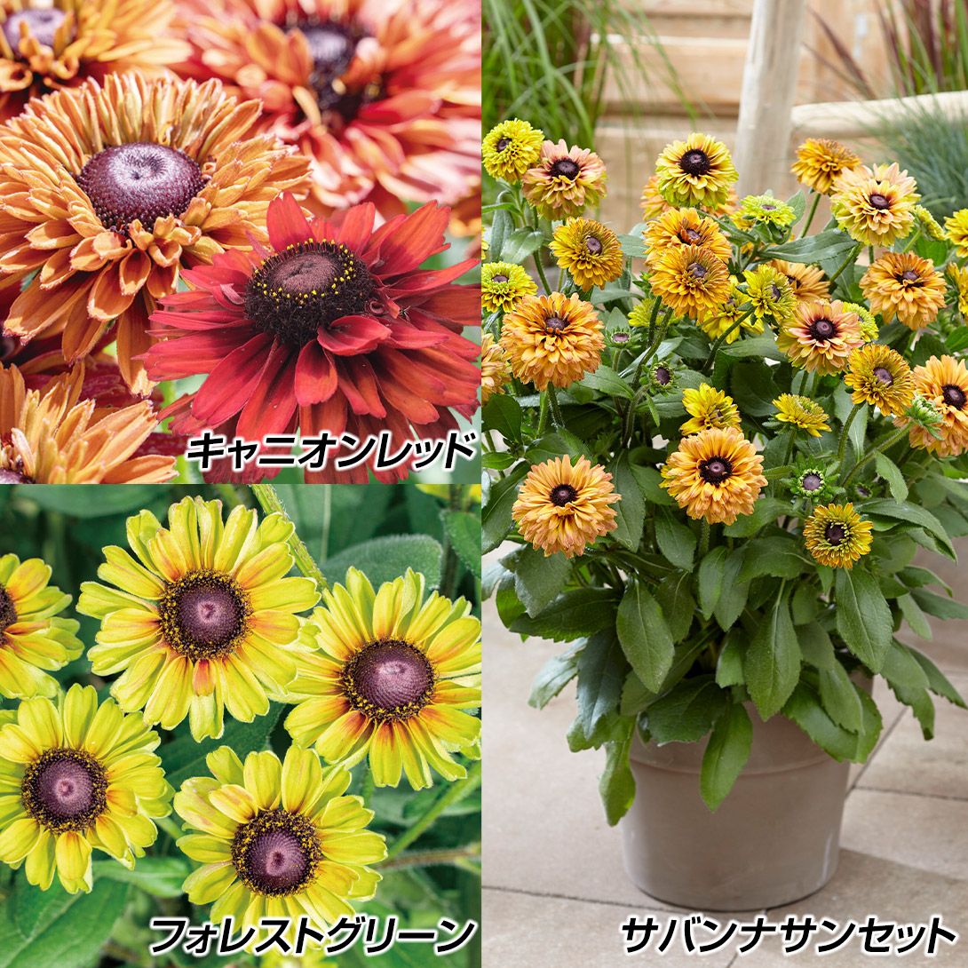 国華園 花苗 ルドベキアセット 3種3株 / 花の苗 PW ペレニアル 多年草