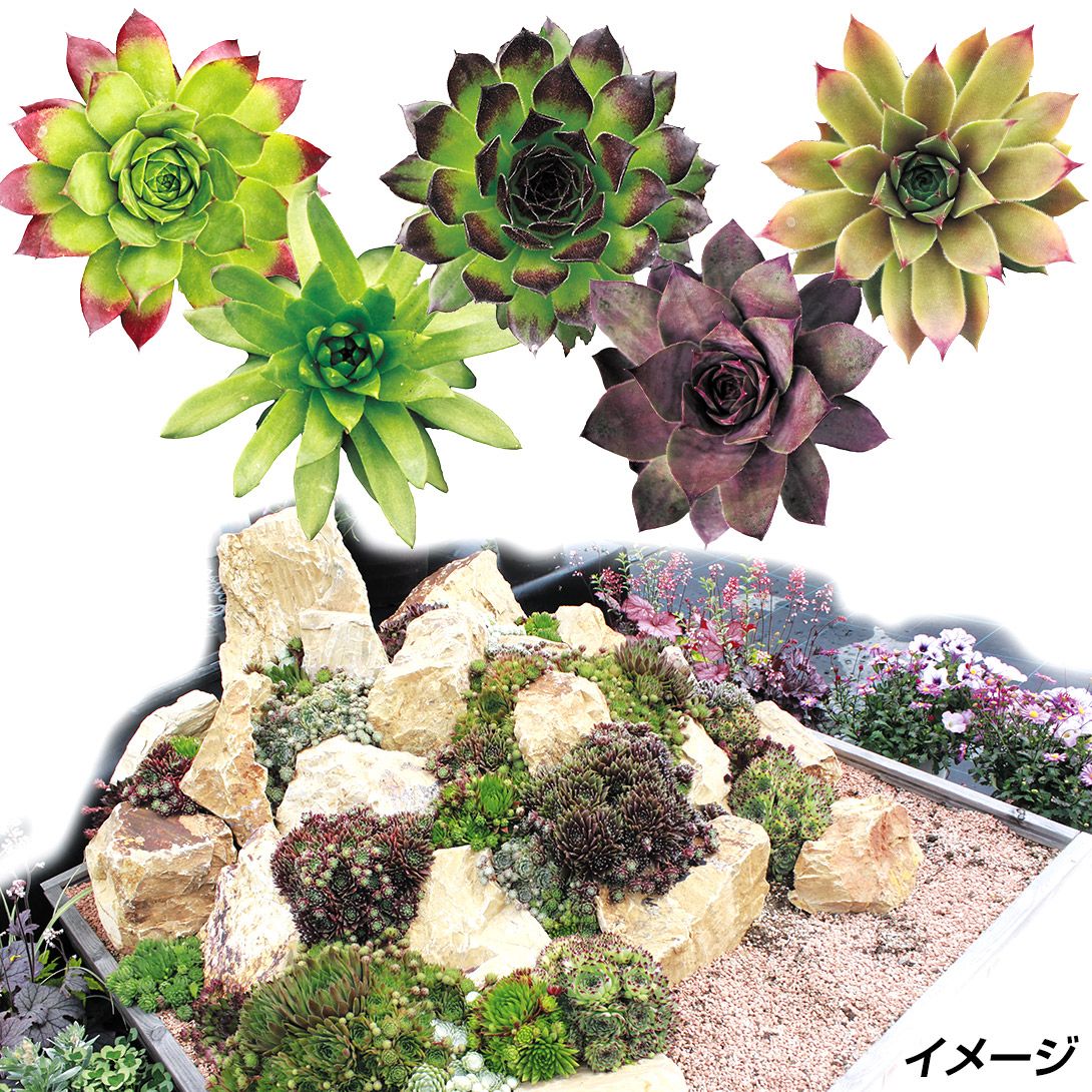 国華園 多肉植物 センペルビューム おまかせセット (無選別) 3株 : 花