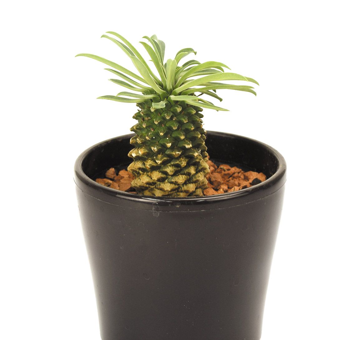 国華園 多肉植物 ユーフォルビア パイナップルコーン (ソテツキリン) 1