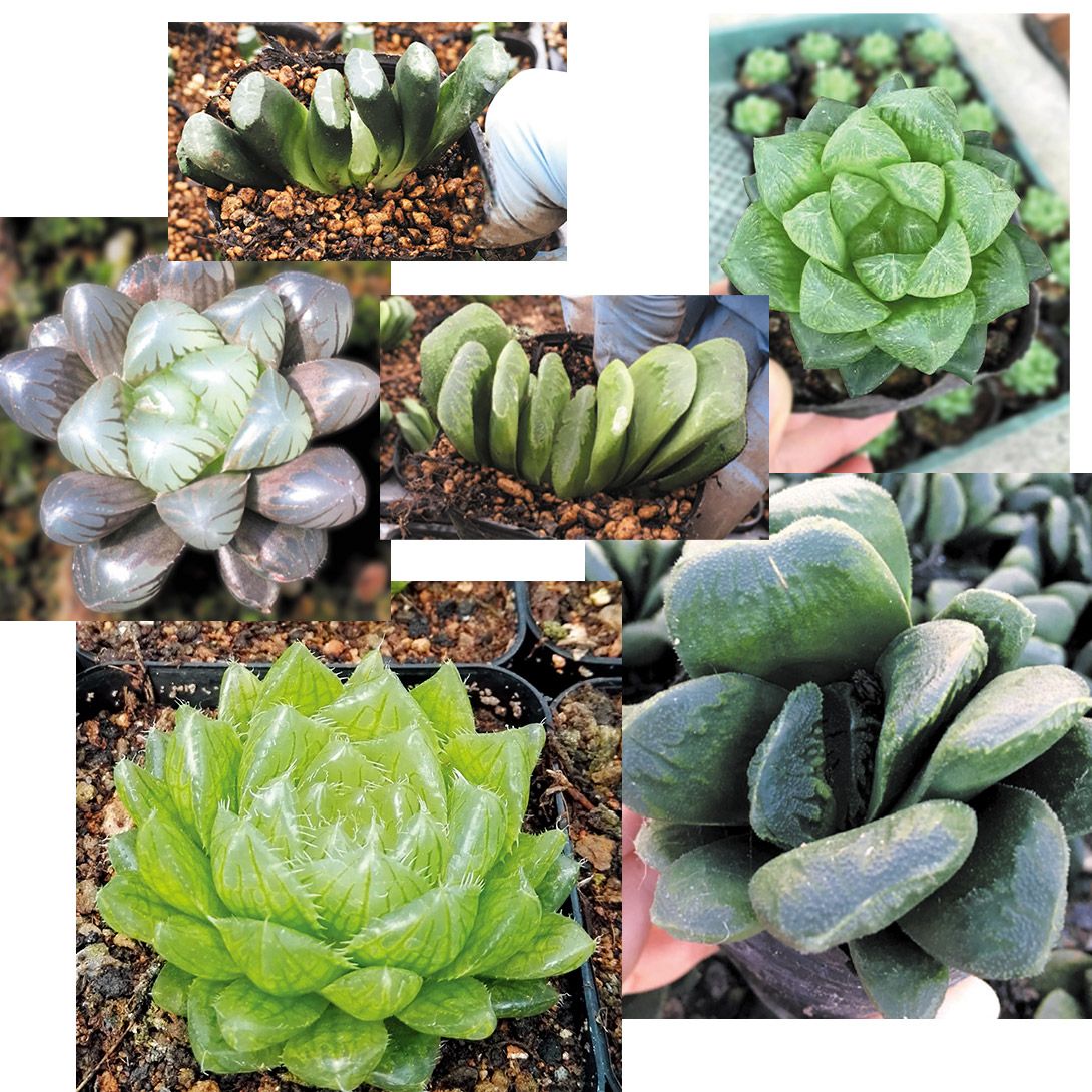 国華園 多肉植物 ハオルチア福袋 3株（品種見計らい・名称付き） : 花