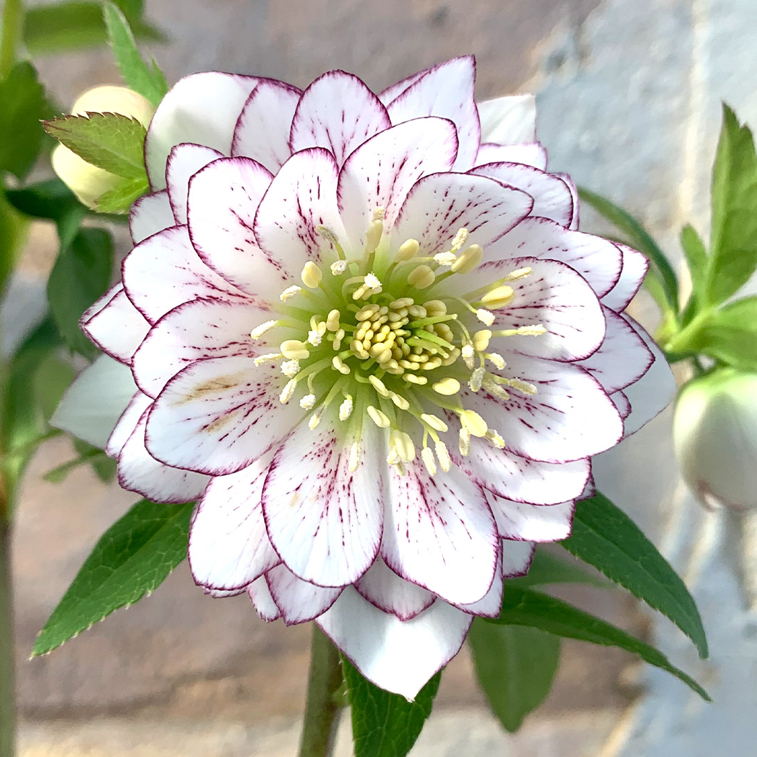 国華園 ラン・山野草 黄花カキラン 1株 : 花と緑 国華園 - 通販