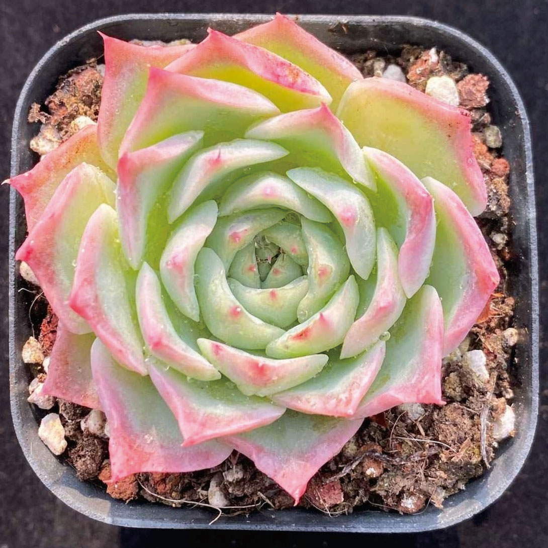 観葉植物 エケベリア 多肉植物」の人気商品一覧・価格比較 - 価格.com