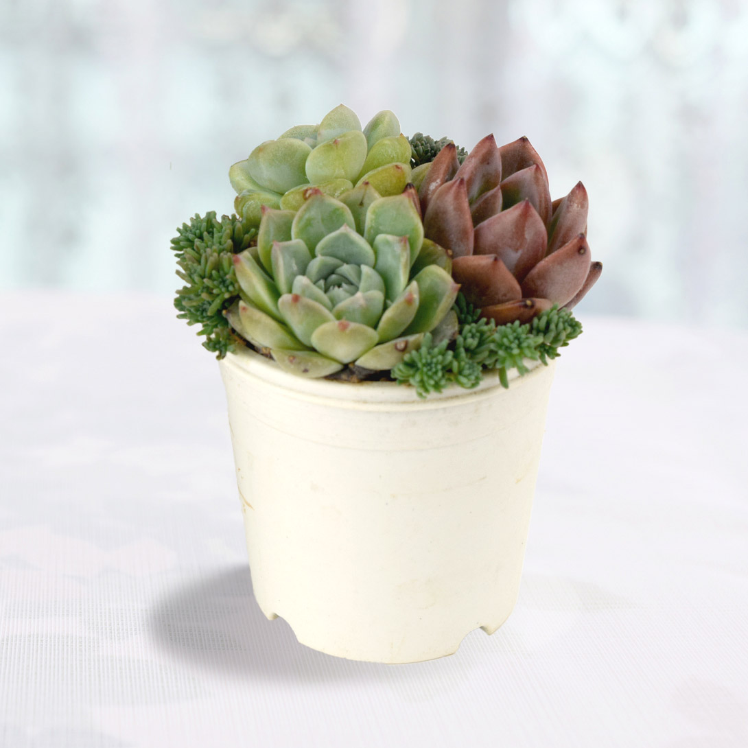 観葉植物 エケベリア 多肉植物」の人気商品一覧・価格比較 - 価格.com