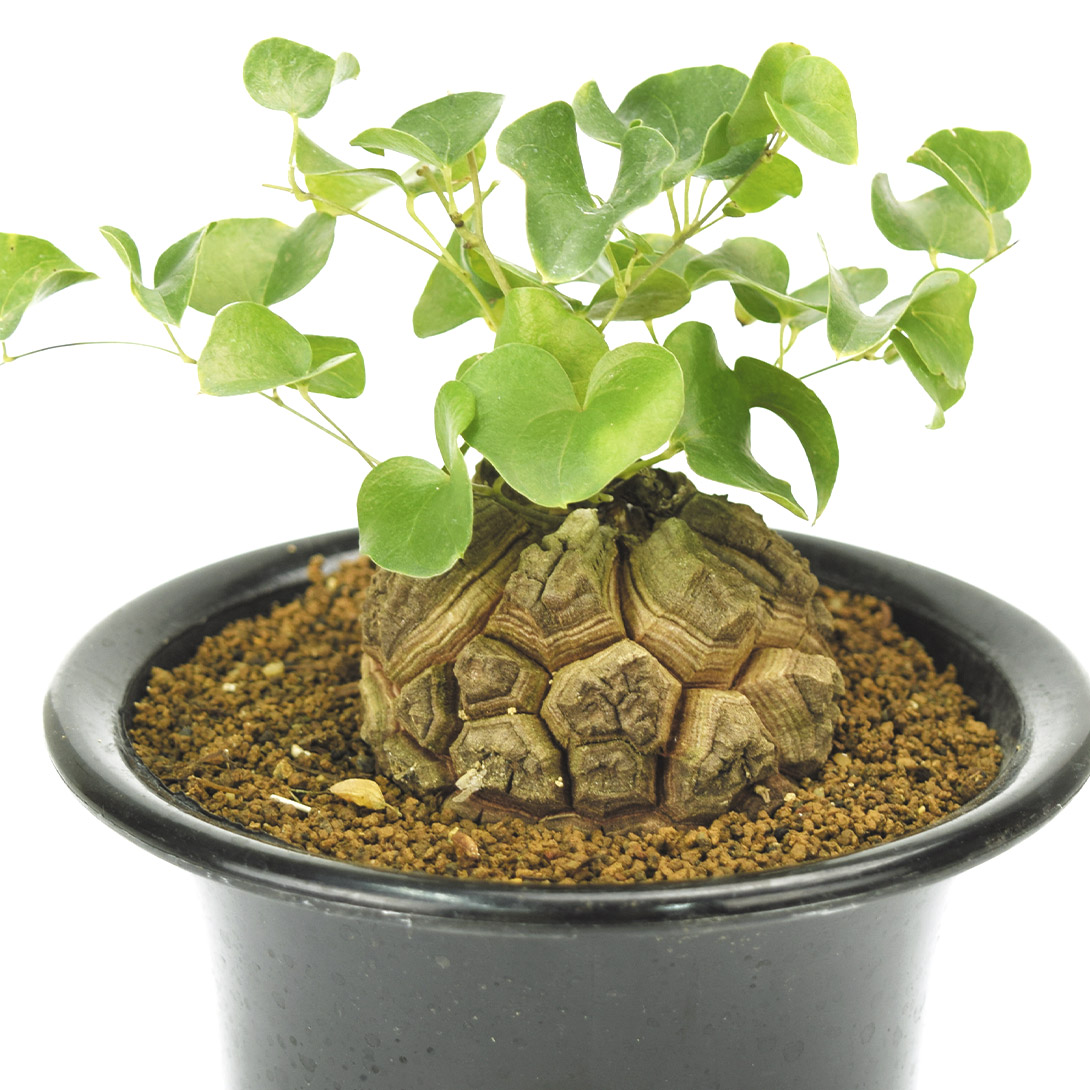 観葉植物 亀甲竜」の人気商品一覧・価格比較 - 価格.com