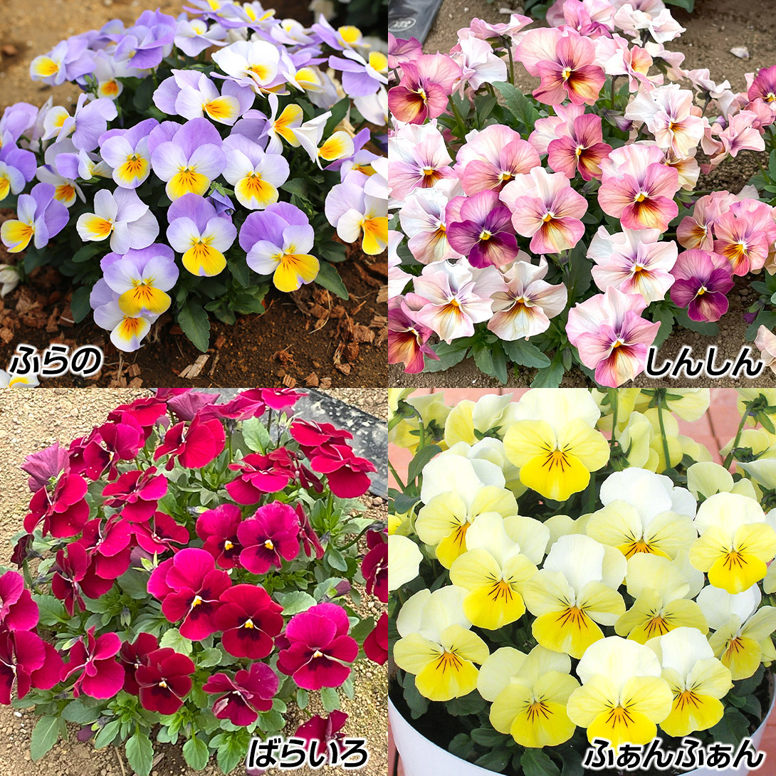 花苗 月下美人 ポット苗 1株 : 花と緑 国華園 - 通販 - Yahoo!ショッピング