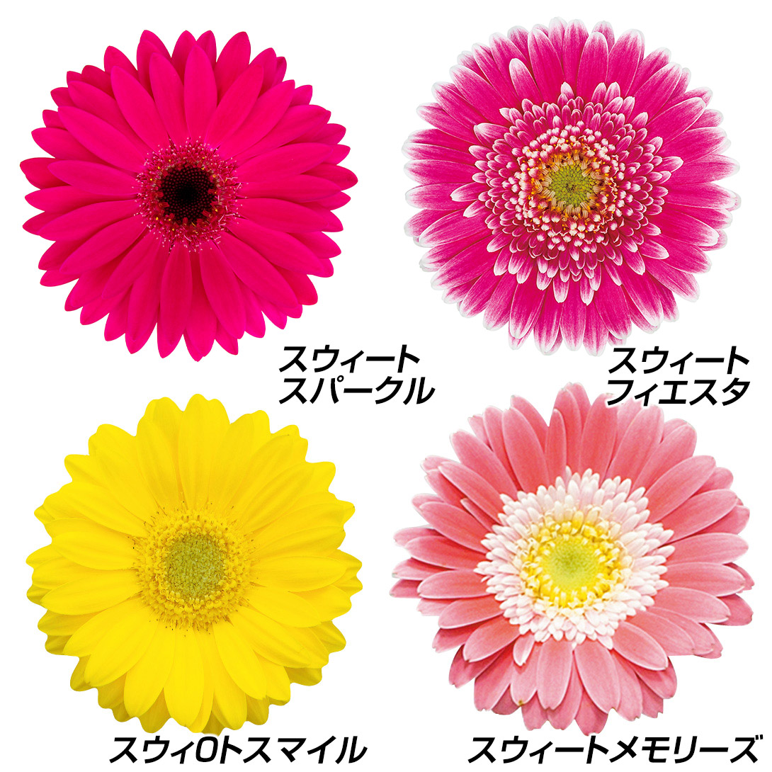 ガーベラ 種」の人気商品一覧・価格比較 - 価格.com
