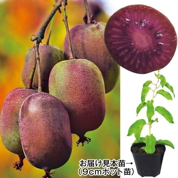 国華園 果樹苗 イチジク ダルマティ 1株 : 花と緑 国華園 - 通販