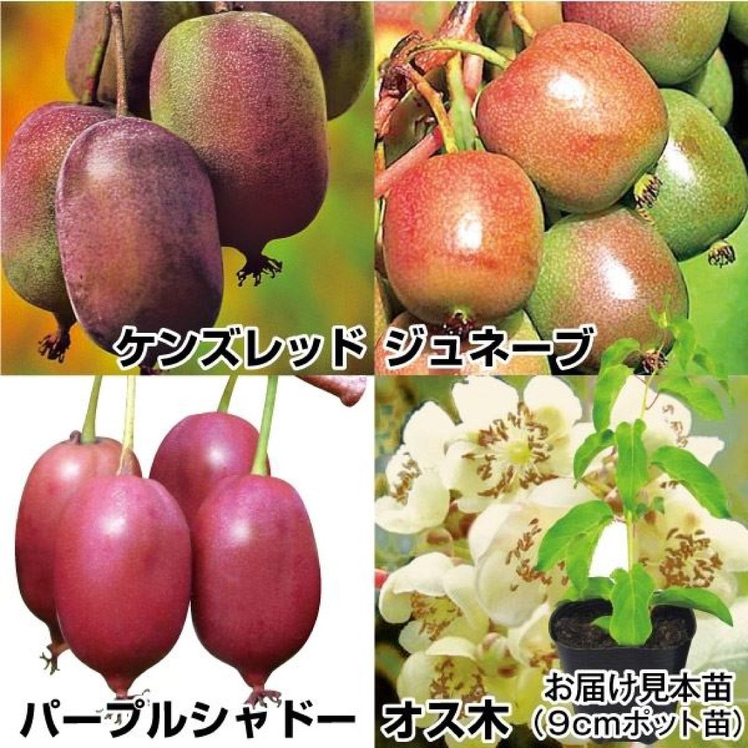 国華園 有用植物苗 ベビーキウイセット 4種4株 / キウイ 小さいキウイ