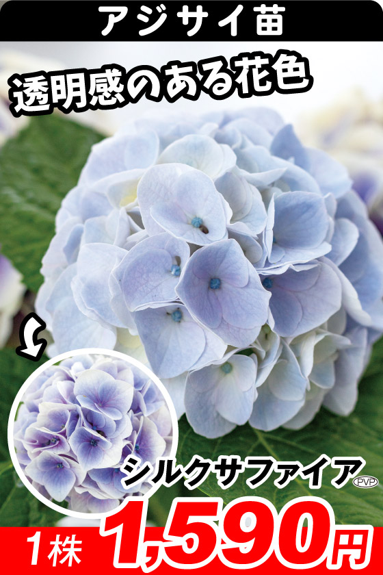 シルクサファイア