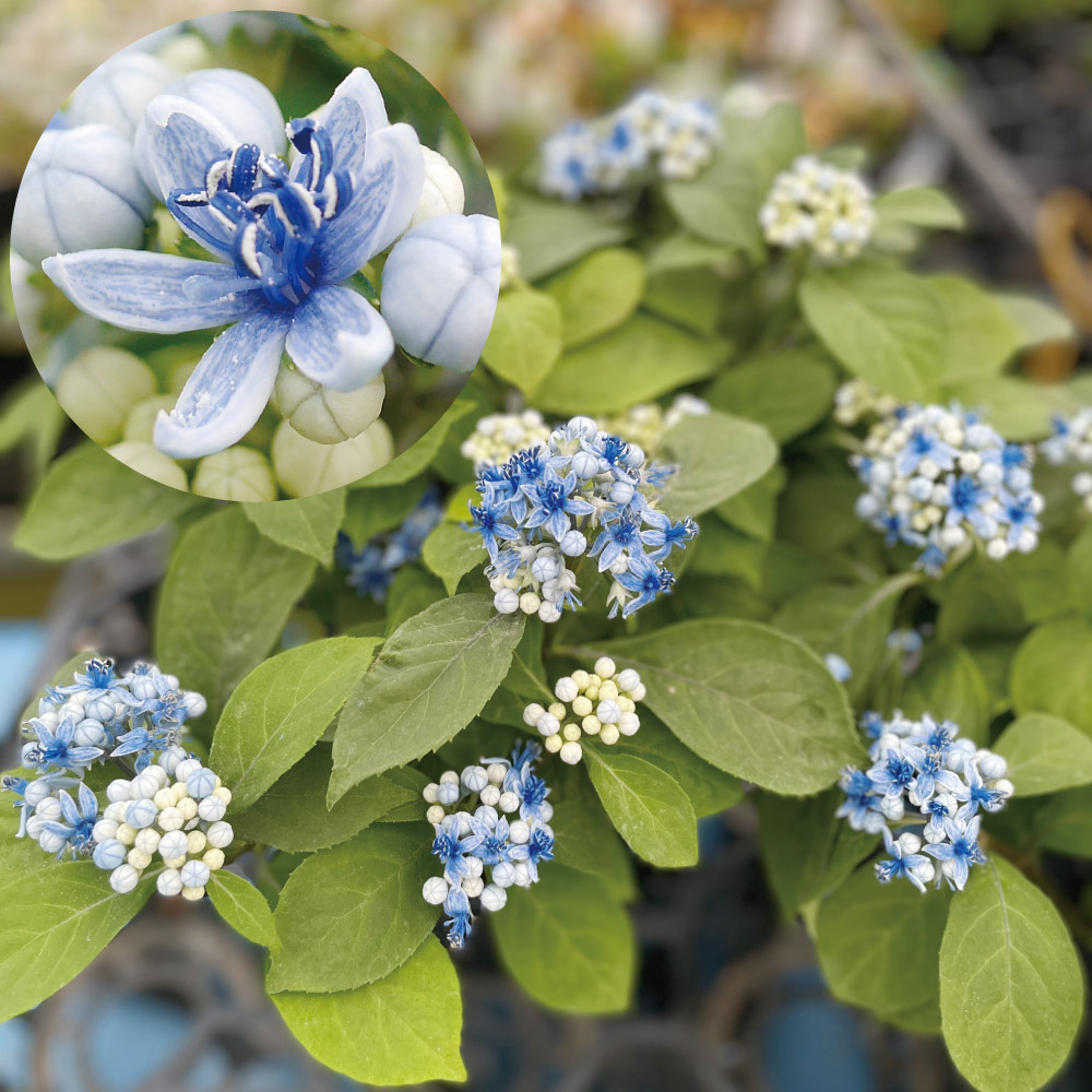 国華園 常緑アジサイ苗 碧の瞳 1株 10.5cmポット苗 花木苗 : 花と緑 国 