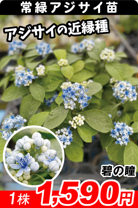 碧の瞳
