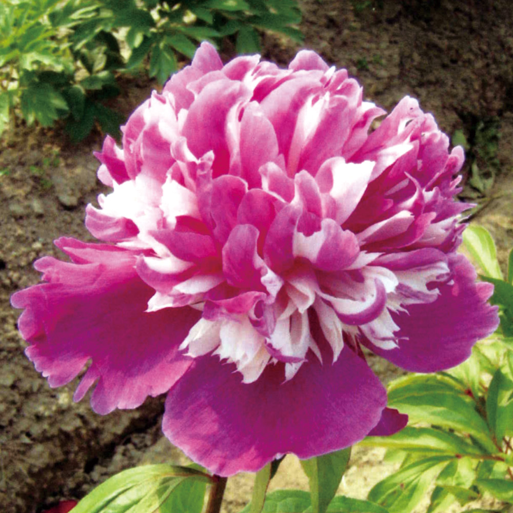 国華園 牡丹苗 香玉 1株 2〜3芽付素掘苗 中輪 花木苗 : 花と緑 国華園