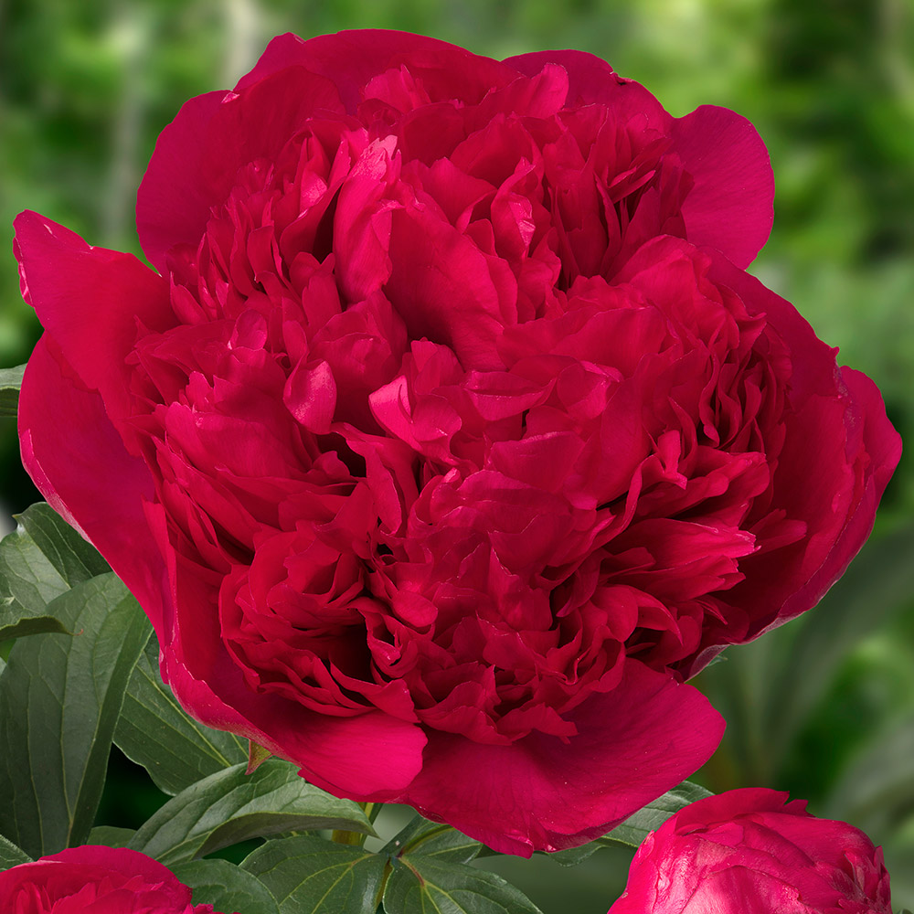 国華園 牡丹苗 香玉 1株 2〜3芽付素掘苗 中輪 花木苗 : 花と緑 国華園