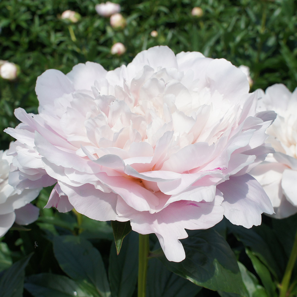 芍薬 シャクヤク苗」の人気商品一覧 | 安い商品を通販サイトから探す